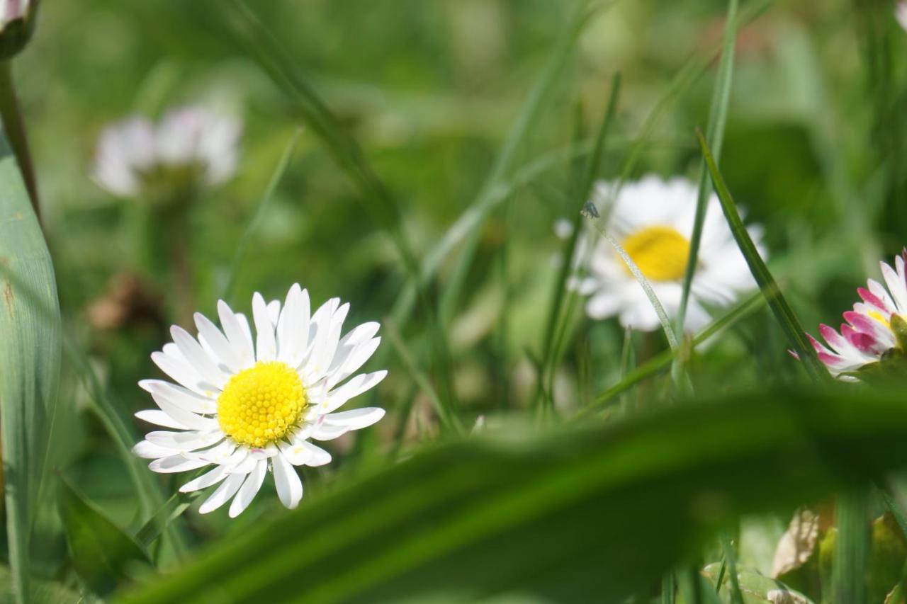 Blumenwiese Ramsau am Dachstein